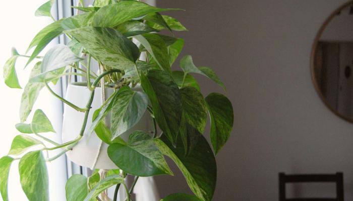 छोट्याशा कुंडीत लावा विड्याच्या पानाचा सुंदर वेल