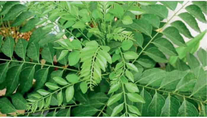 नसांमध्ये बॅड कोलेस्टेरॉलचे प्रमाण वाढले असेल तर&hellip;