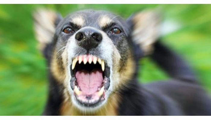 कुत्रे चावल्याने कुत्रा मालकावर गुन्हा